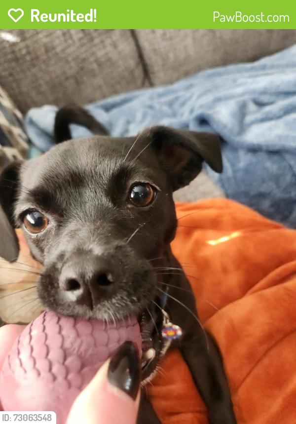 Reunited Male Dog last seen Harvard Gulch Recreation Center, Denver, CO 80210