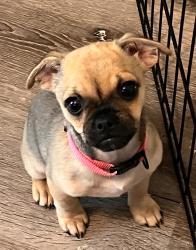 Lost Female Dog last seen Promenade Dr., Fort Worth, TX 76115