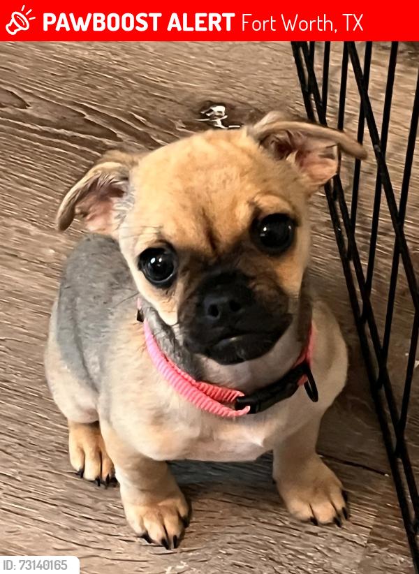 Lost Female Dog last seen Promenade Dr., Fort Worth, TX 76115