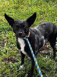 Shelter Stray Female Dog last seen FL-818 & S PINE ISLAND RD, DAVIE, FLORIDA, 2400 SW 42nd St, Fort Lauderdale, FL 33312, USA