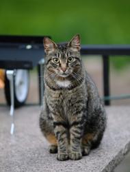 Reunited Female Cat last seen Boyd Ave, Inver Grove Heights, MN 55076