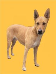 Shelter Stray Female Dog last seen , 3201 Lacy St, Los Angeles, CA 90031, USA