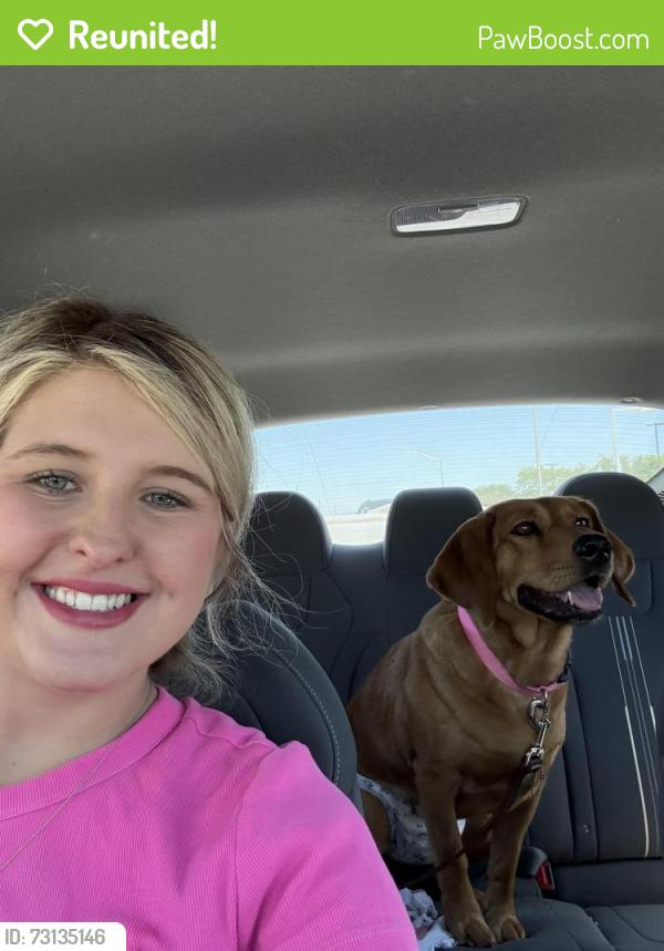 Reunited Female Dog last seen Georgetown rd, Lexington, KY 40511