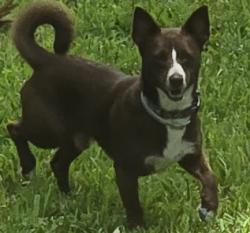 Found/Stray Male Dog last seen Ravenna & Sorento, Hanahan, SC 29410