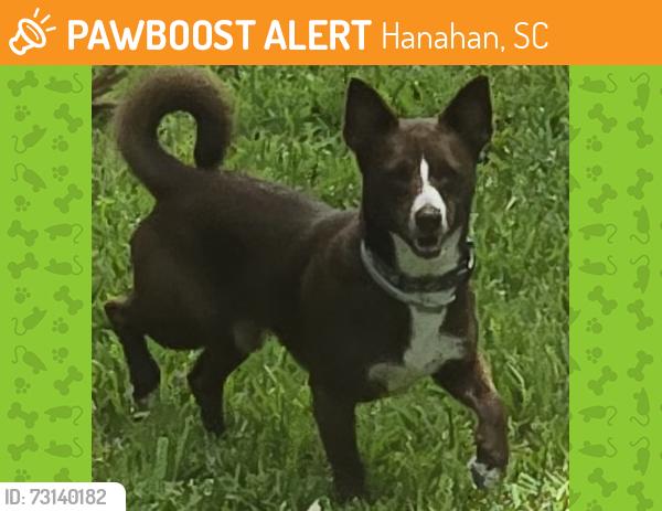 Found/Stray Male Dog last seen Ravenna & Sorento, Hanahan, SC 29410