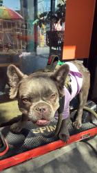 Reunited Female Dog last seen Around the Regional Common apmts in Dublin, CA, Dublin, CA 94568