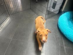 Shelter Stray Female Dog last seen 11TH/WILSHIRE, 1640 9th St, Santa Monica, CA 90404, USA