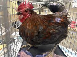 Shelter Stray Unknown Bird last seen , 3839 W Burnham St, West Milwaukee, WI 53215, USA