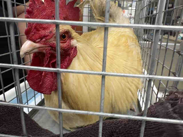 Shelter Stray Unknown Bird last seen , 3839 W Burnham St, West Milwaukee, WI 53215, USA