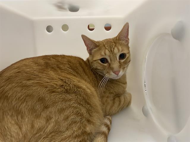 Shelter Stray Male Cat last seen 13TH LAYTON, 3839 W Burnham St, West Milwaukee, WI 53215, USA