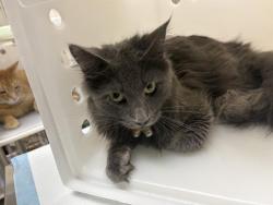 Shelter Stray Male Cat last seen Near BLOCK W MEDFORD AVE - UNDER A CAR, 3839 W Burnham St, West Milwaukee, WI 53215, USA