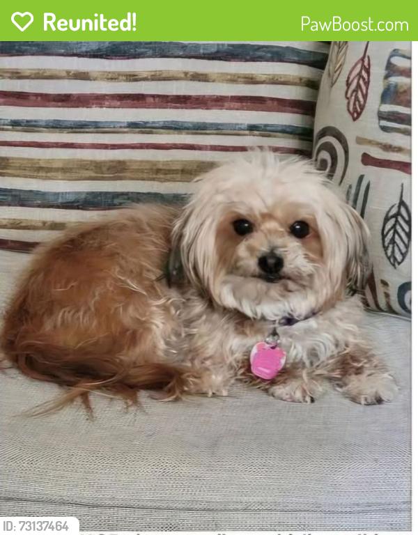 Reunited Female Dog last seen Captain Davis dr and maude dr southshore bay community wimauma, fl, Wimauma, FL 33598