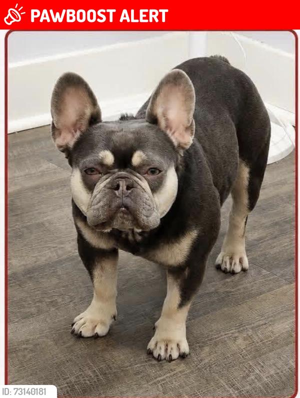 Lost Female Dog last seen Old river rd, Effingham County, GA 31302