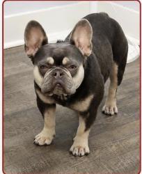 Lost Female Dog last seen Old river rd, Effingham County, GA 31302