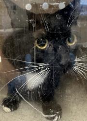 Shelter Stray Female Cat last seen , 4275 Elton St, Baldwin Park, CA 91706, USA