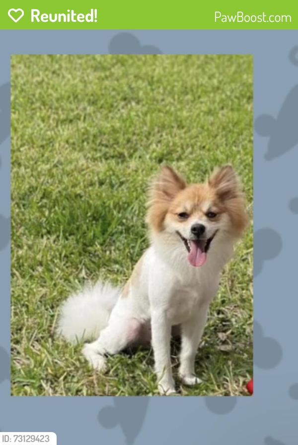 Reunited Male Dog last seen Temple park, Tampa, FL 33637