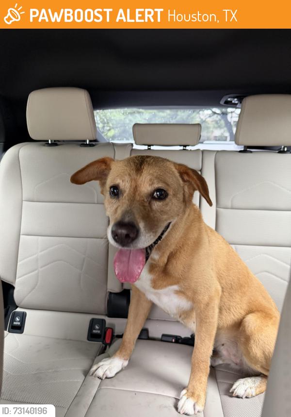 Found/Stray Female Dog last seen N Sam Houston Pkwy E and Ronan Rd, Houston, TX 77060