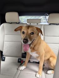 Found/Stray Female Dog last seen N Sam Houston Pkwy E and Ronan Rd, Houston, TX 77060
