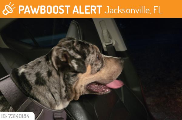 Found/Stray Male Dog last seen Near Fort Caroline Road, Jacksonville, FL 32277