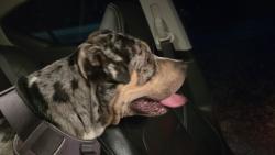Found/Stray Male Dog last seen Near Fort Caroline Road, Jacksonville, FL 32277