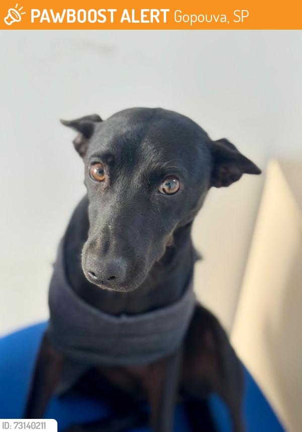 Found/Stray Female Dog last seen Av Manoel Isidoro Martins 900, Gopouva, SP 