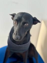 Found/Stray Female Dog last seen Av Manoel Isidoro Martins 900, Gopouva, SP 