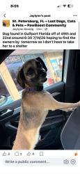 Found/Stray Female Dog last seen Right at the crosswalk by the smoke ship and rught acorss the street from family dollar, Gulfport, FL 33707