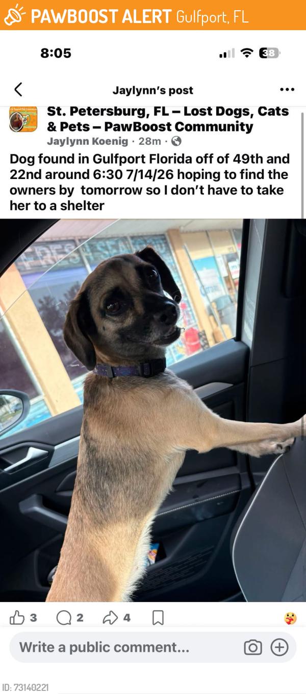 Found/Stray Female Dog last seen Right at the crosswalk by the smoke ship and rught acorss the street from family dollar, Gulfport, FL 33707