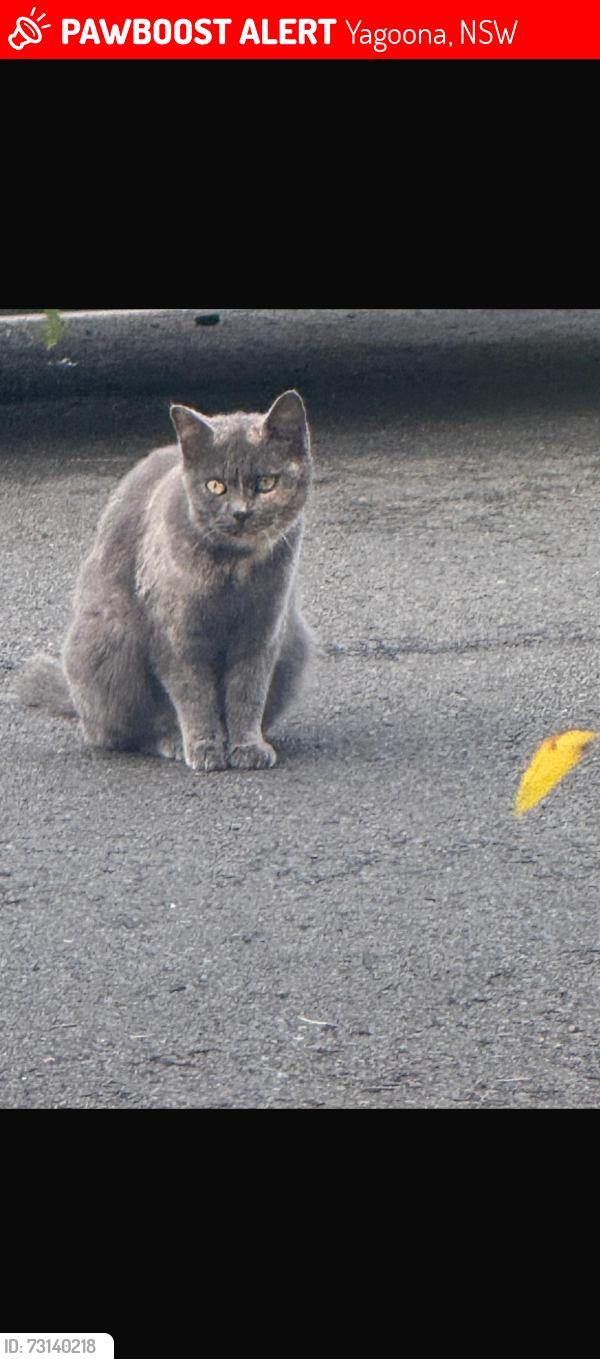 Lost Female Cat last seen On the highway, Yagoona, NSW 2199