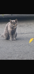Lost Female Cat last seen On the highway, Yagoona, NSW 2199