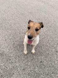 Found/Stray Male Dog last seen Honeysuckle & Meadowlark Drive, Cleburne, TX 76033