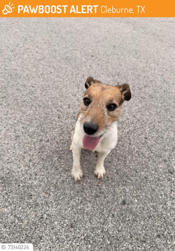 Found/Stray Male Dog last seen Honeysuckle & Meadowlark Drive, Cleburne, TX 76033
