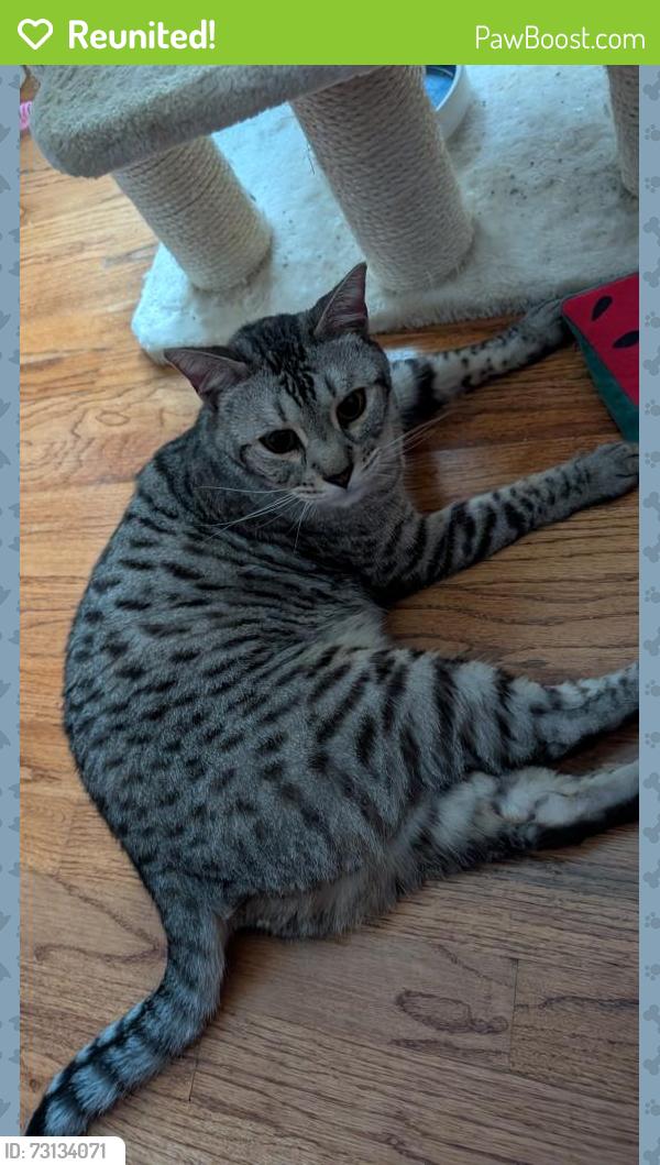 Reunited Male Cat last seen Chateau ridge court, Burnside drive, Woodville Lane, Ellicott City, MD 21042