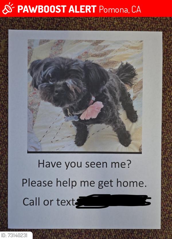 Lost Female Dog last seen Near S Humane WayPomona, CA 91766United States, Pomona, CA 91799