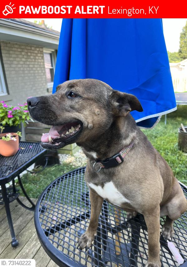 Lost Female Dog last seen Eastland parkway, Lexington, KY 40505