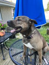 Lost Female Dog last seen Eastland parkway, Lexington, KY 40505
