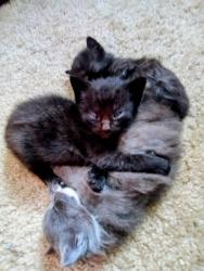 Lost Female Cat last seen Stark. Se . 122 126th. Alder., Portland, OR 97217