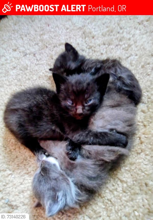 Lost Female Cat last seen Stark. Se . 122 126th. Alder., Portland, OR 97217