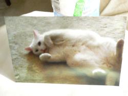 Lost Male Cat last seen Near Ambridge Court Mississauga L5J 1S3, Mississauga, ON L5J 1S3