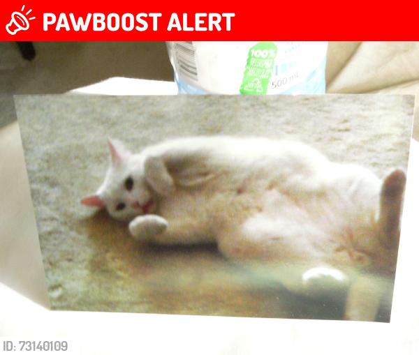 Lost Male Cat last seen Near Ambridge Court Mississauga L5J 1S3, Mississauga, ON L5J 1S3