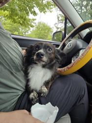 Reunited Male Dog last seen Munson Ave, College Station, TX 77840