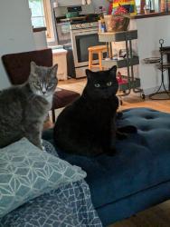 Lost Male Cat last seen Near ave & 90 st, Edmonton, AB T5B 3Y3
