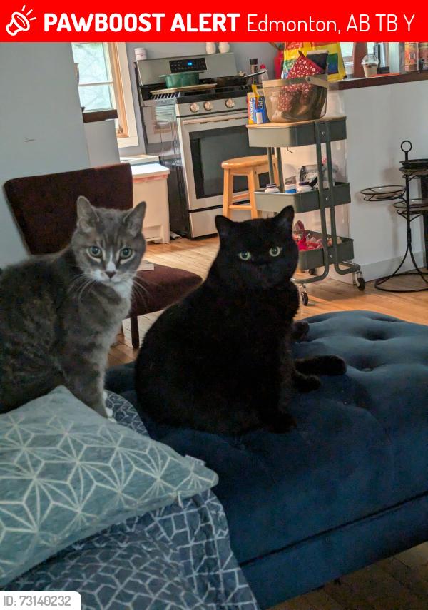Lost Male Cat last seen Near ave & 90 st, Edmonton, AB T5B 3Y3