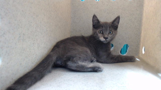 Shelter Stray Female Cat last seen , 11258 Garfield Ave, Downey, CA 90242, USA