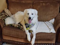 Reunited Male Dog last seen Timber lane, Baytown, TX 77520