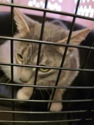 Shelter Stray Female Cat last seen Near BLOCK S SUMMER RIDGE DR, WEST VALLEY CITY UT 84118, 4522 W 3500 S, West Valley City, UT 84120, USA