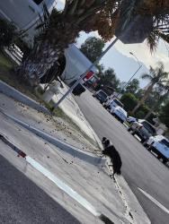 Found/Stray Unknown Dog last seen Between Miles ave and 111, Indio, CA 92203