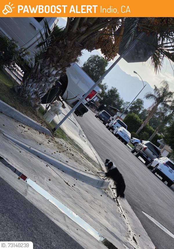 Found/Stray Unknown Dog last seen Between Miles ave and 111, Indio, CA 92203