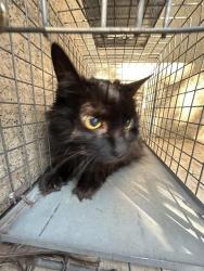 Shelter Stray Female Cat last seen Near BLOCK LINDA AVE, OKLAHOMA CITY OK 73112, 2811 SE 29th St, Oklahoma City, OK 73129, USA
