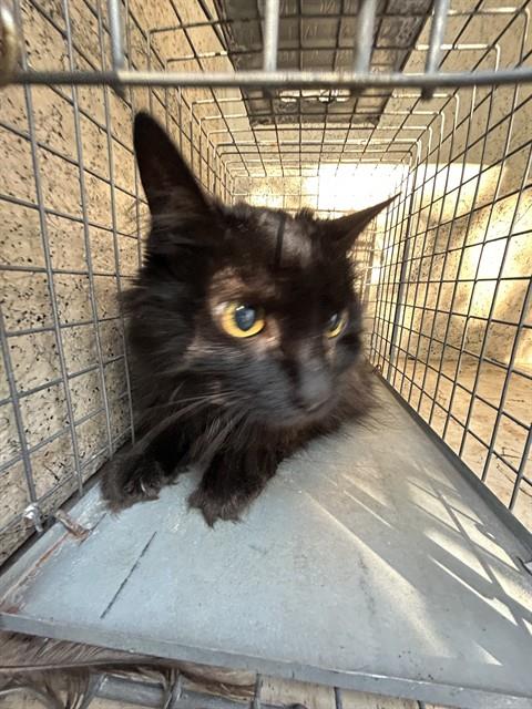 Shelter Stray Female Cat last seen Near BLOCK LINDA AVE, OKLAHOMA CITY OK 73112, 2811 SE 29th St, Oklahoma City, OK 73129, USA